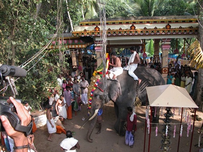elefant